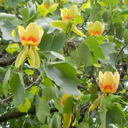 Liriodendron tulipifera ‘Fastigiatum’ – tulipánovník stĺpovitý