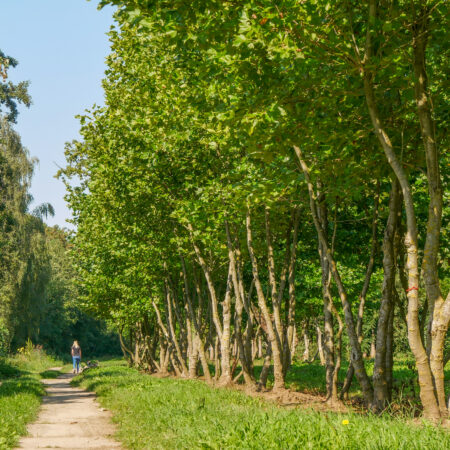 Platanus orientalis ‘Cuneata’ – platan východný ‘Cuneata’