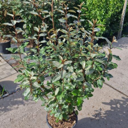 Hlošina Ebbingeho (Elaeagnus × ebbingei)