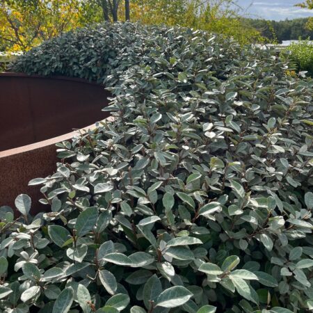 Hlošina Ebbingeho (Elaeagnus × ebbingei)