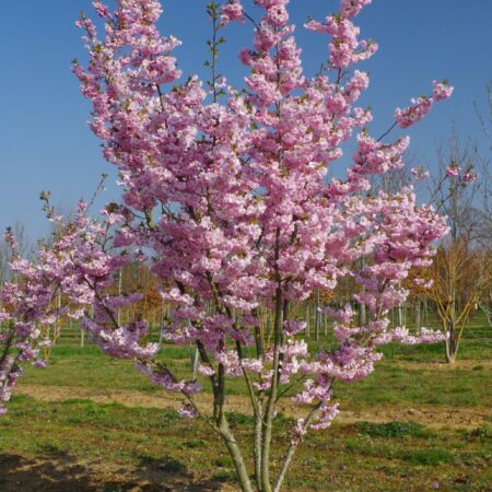 Okrasná čerešna Prunus ‘Accolade’ tvar viackmen