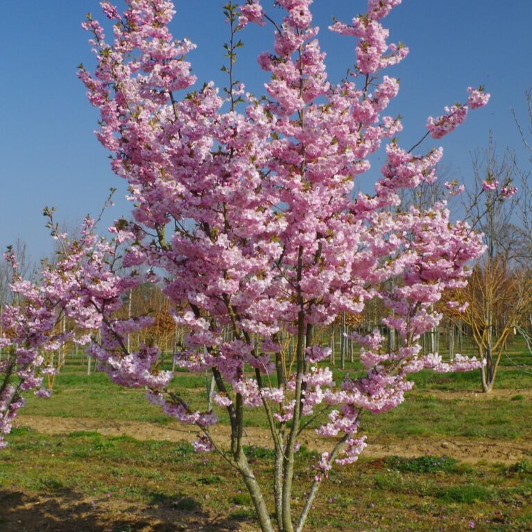 Okrasná čerešna Prunus ‘Accolade’ tvar viackmen