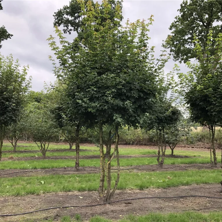 Acer campestre – Javor poľný (tvar viackmeň)