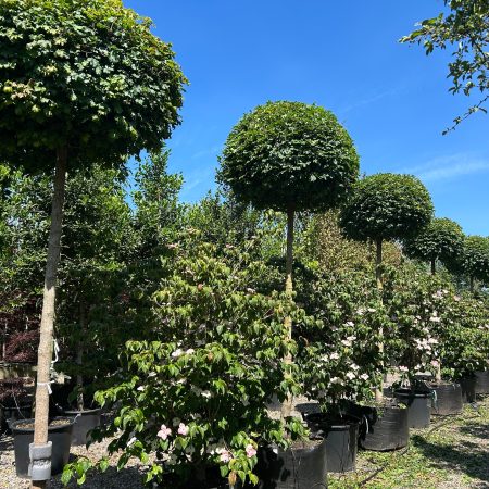 Acer campestre ‘Nanum’ – Javor polný Gulovitý