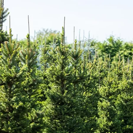 Smrek obyčajný - Picea abies 'Wills Zwerg'