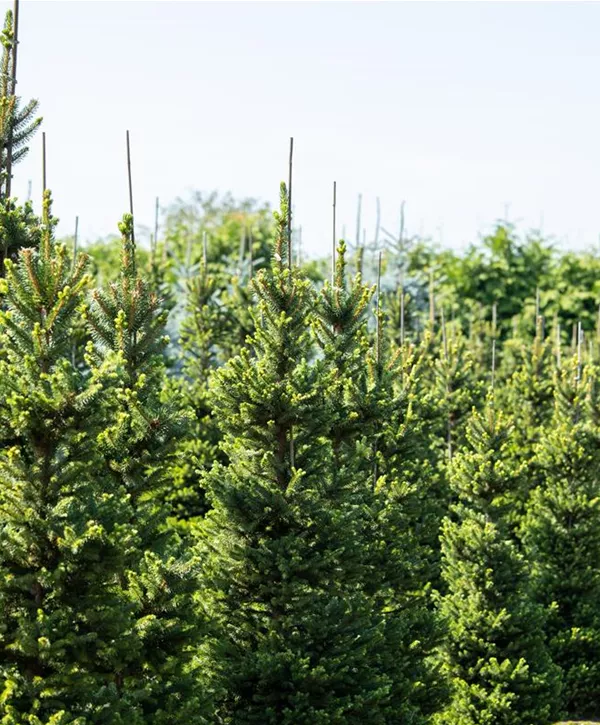 Smrek obyčajný - Picea abies 'Wills Zwerg'