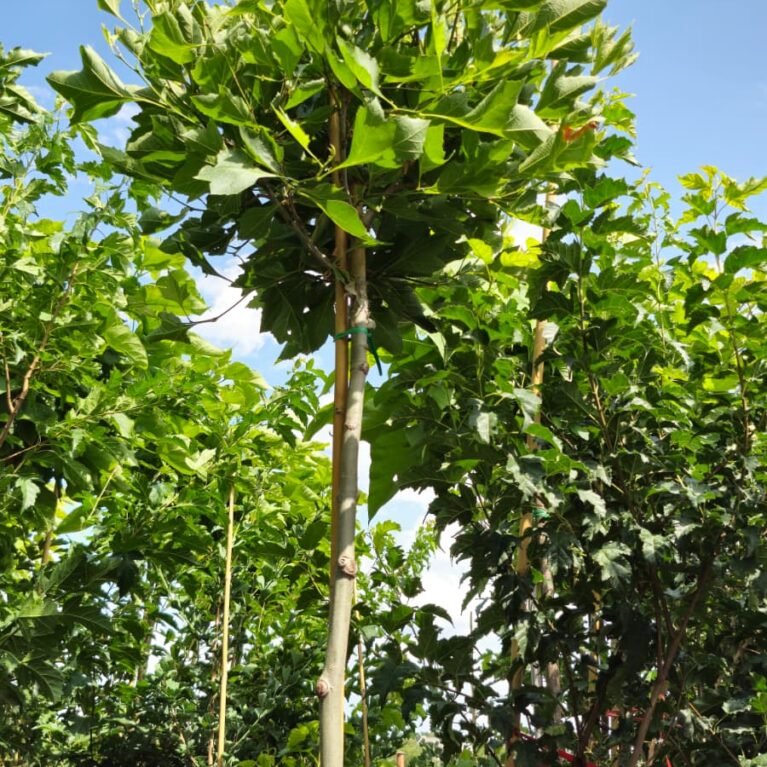Platan guľovitý – Platanus ‘Alphen’s Globe’