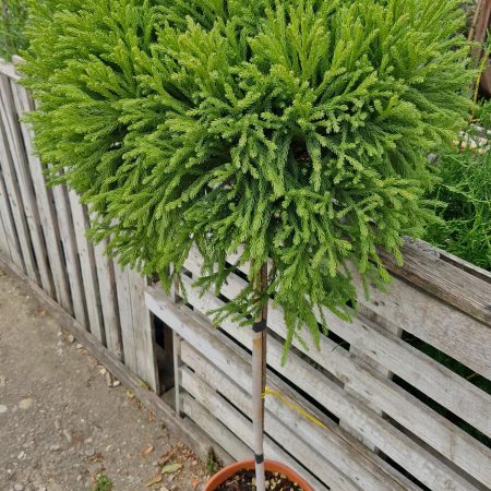 Kryptoméria japonská – Cryptomeria japonica ´Globosa Nana´