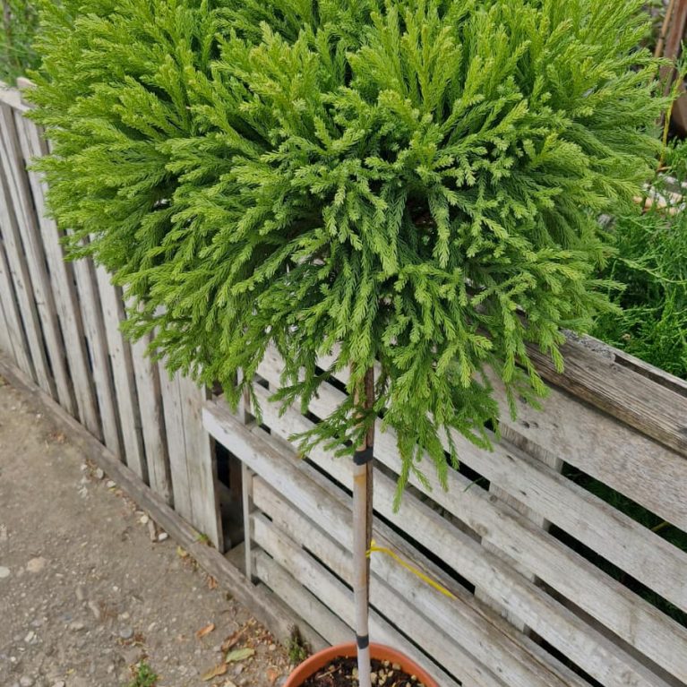 Kryptoméria japonská – Cryptomeria japonica ´Globosa Nana´
