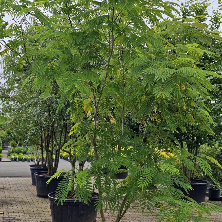 Albizia julibrissin - Albízia rúžová (tvar viackmeň)