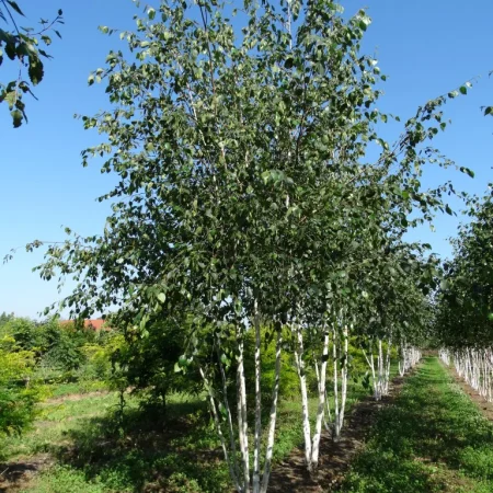 Betula utilis 'Doorenbos' - Breza himalájska