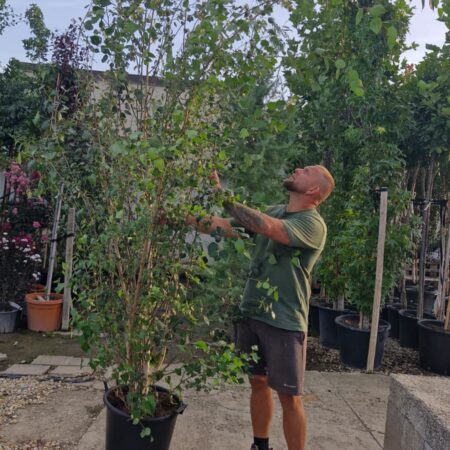 Betula utilis 'Doorenbos' - Breza himalájska