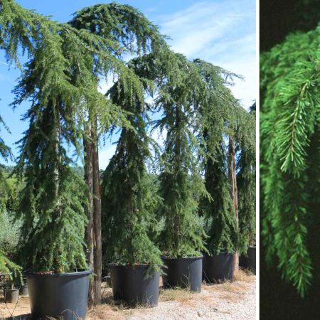 Céder himalájsky - Cedrus deodara 'Pendula'
