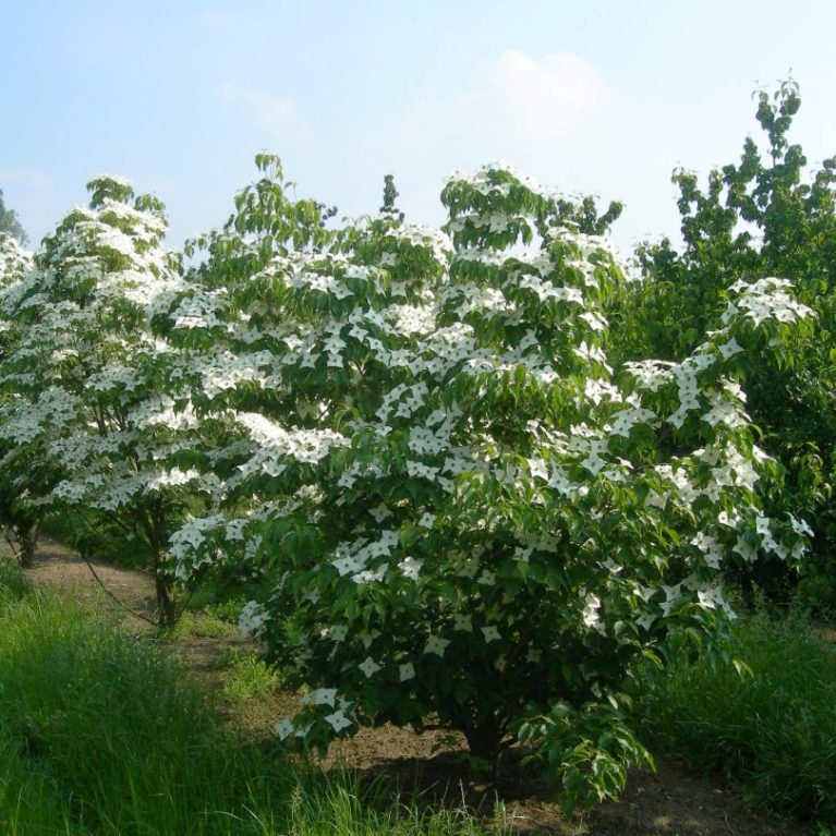 Cornus kousa ‘Milky Way‘ – Drieň japonský