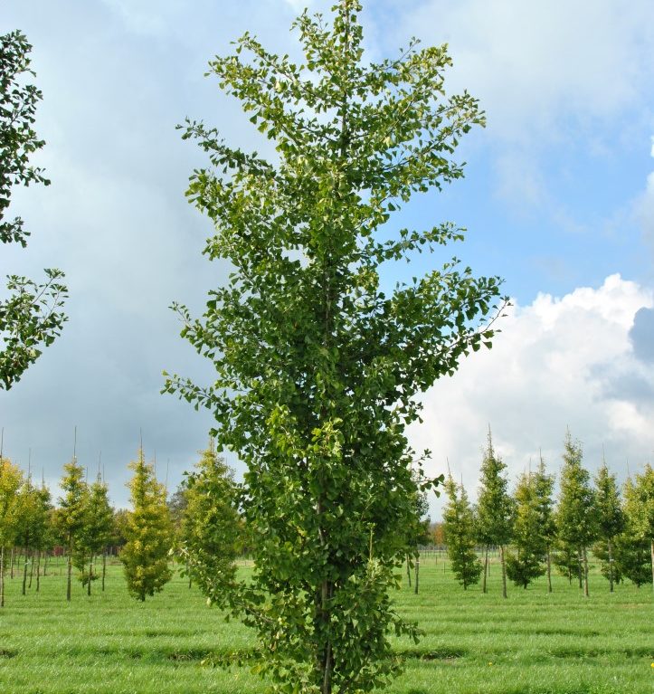 Ginko biloba ‘Fastigiata Blagon‘ - Ginko dvojlaločné