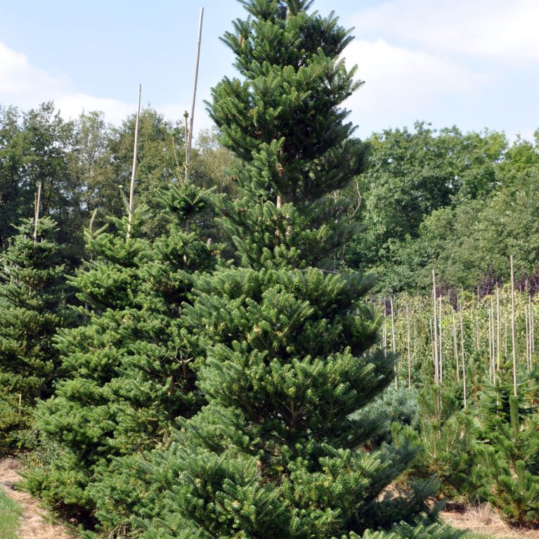 Jedľa kórejská – Abies koreana