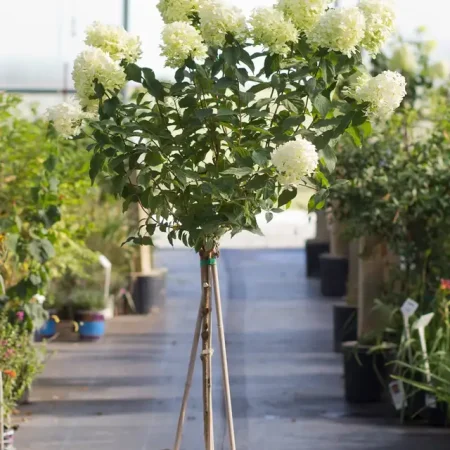 Hortenzia metlinatá ‘LIMELIGHT’ (na kmienku)