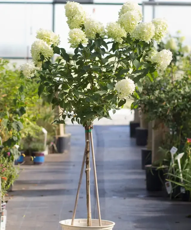 Hortenzia metlinatá ‘LIMELIGHT’ (na kmienku)
