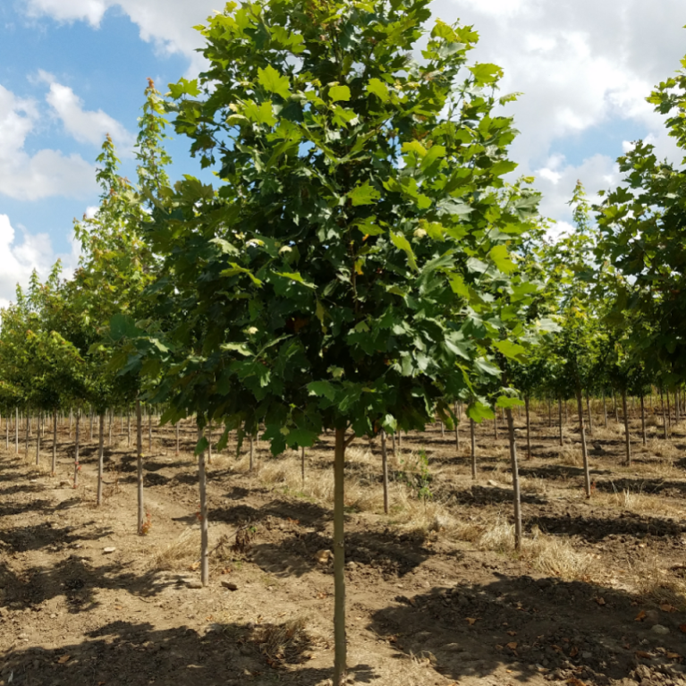 Platan javorolistý - Platanus acerifolia