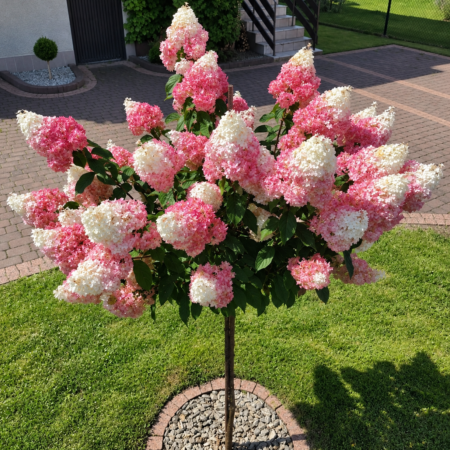 Hortenzia metlinatá ‘Vanille Fraise’ na kmienku (Hydrangea paniculata ‘Vanille Fraise’)