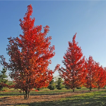 Acer × freemanii ‘Autumn Blaze’ – javor Freemanov