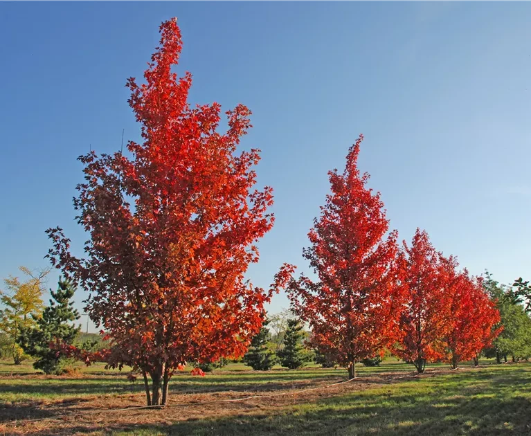 Acer × freemanii ‘Autumn Blaze’ – javor Freemanov