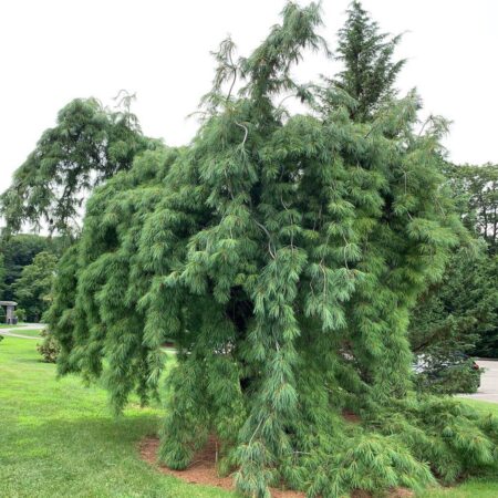 Borovica hladká ‘Pendula’ (Pinus strobus ‘Pendula’)