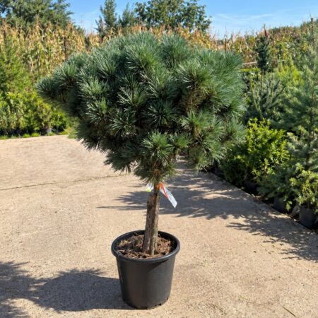 Borovica lesná ‘Chantry Blue’ na kmienku (Pinus sylvestris ‘Chantry Blue’)