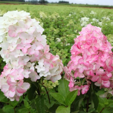 Hortenzia metlinatá ‘Fraise Melba’ (Hydrangea paniculata ‘Fraise Melba’)