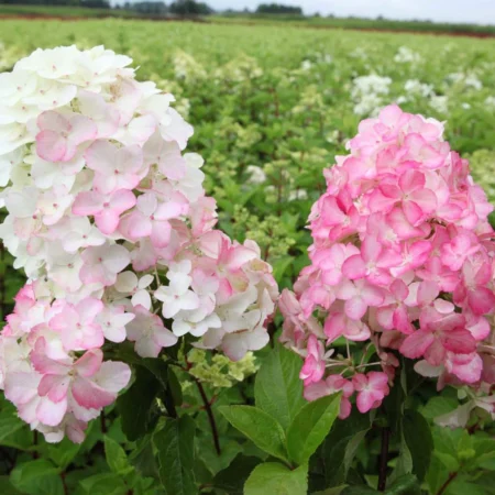 Hortenzia metlinatá ‘Fraise Melba’ (Hydrangea paniculata ‘Fraise Melba’)