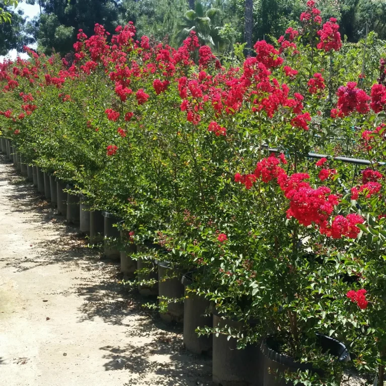 Lagerstroemia indica ‘Dynamite’ – Lagerstrémia indická