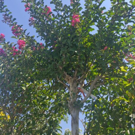 Lagerstroemia indica – Indický orgován (vysokokmeň)