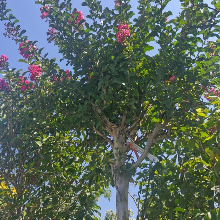Lagerstroemia indica – Indický orgován (vysokokmeň)