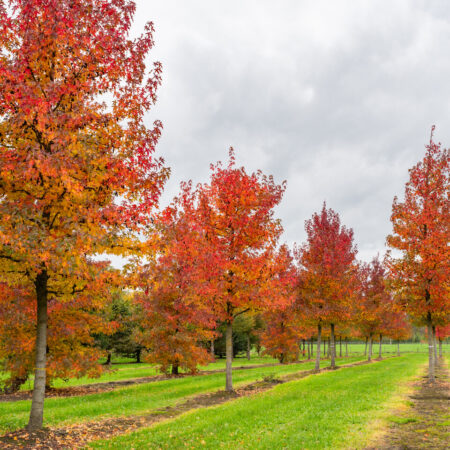 Liquidambar styraciflua – Ambrovník styraxový