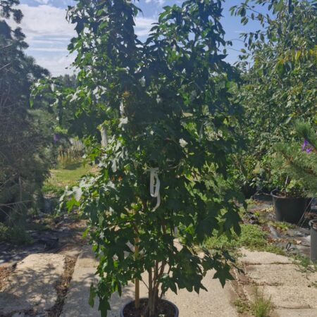 Liquidambar styraciflua – ambrovník styraxový (tvar viackmeň)