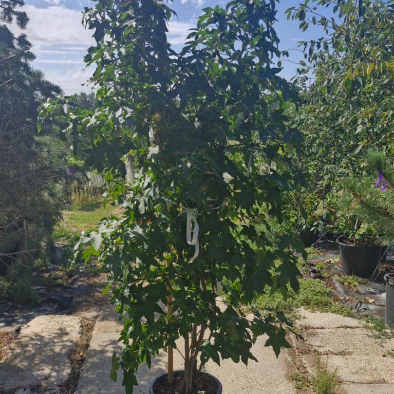 Liquidambar styraciflua – ambrovník styraxový (tvar viackmeň)