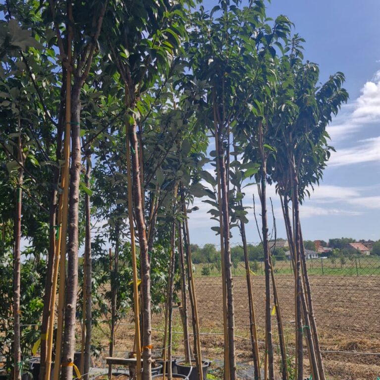 Okrasná čerešňa Prunus serrulata ‘Kanzan’
