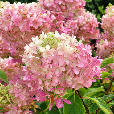 Hortenzia metlinatá ‘Pink Diamond’ (Hydrangea paniculata ‘Pink Diamond’)