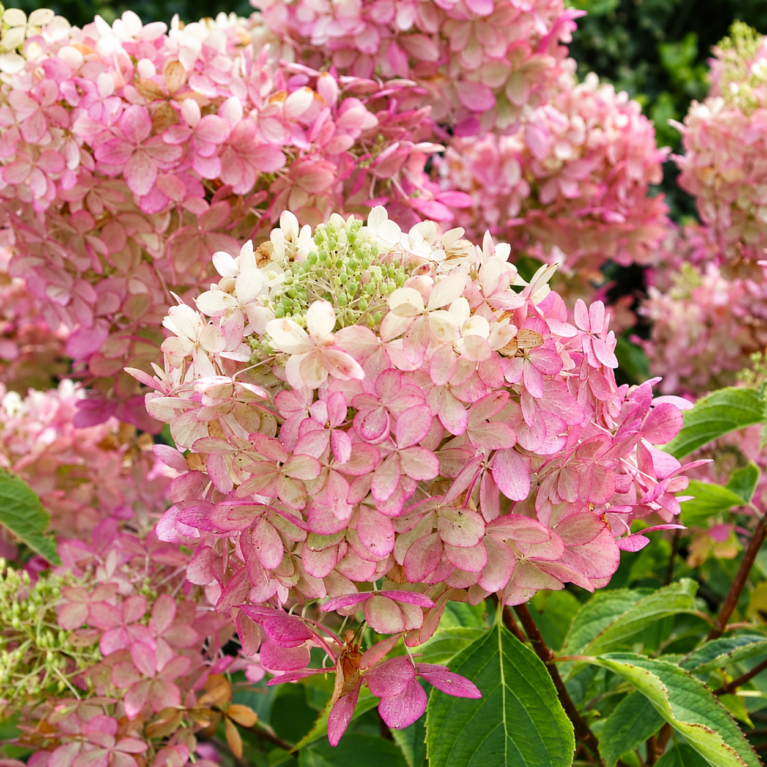 Hortenzia metlinatá ‘Pink Diamond’ (Hydrangea paniculata ‘Pink Diamond’)