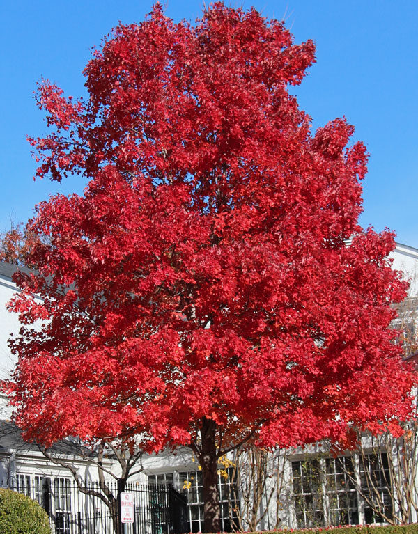 Javor červený ‘October Glory’ (Acer rubrum ‘October Glory’)