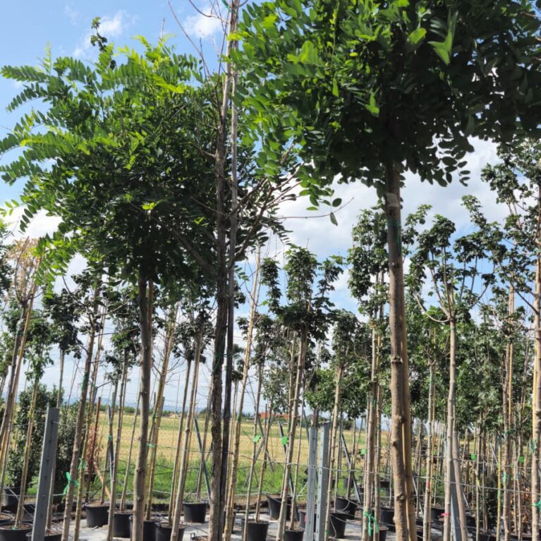 Agát guľovitý - Robinia pseudoacacia ‘Umbraculifera’