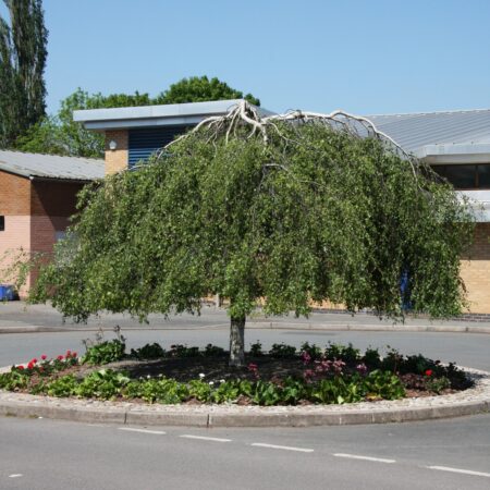 Breza previsnutá ‘Youngii’ (Betula pendula ‘Youngii’)