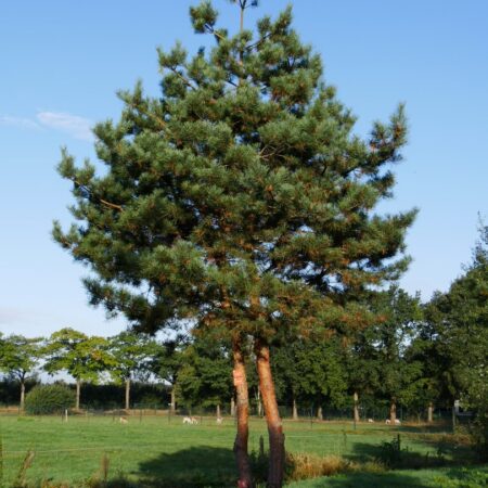 Borovica lesná (Pinus sylvestris)