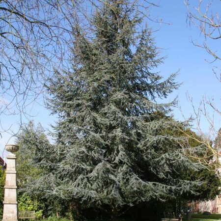 Céder atlantský ‘Glauca’ (Cedrus atlantica ‘Glauca’)