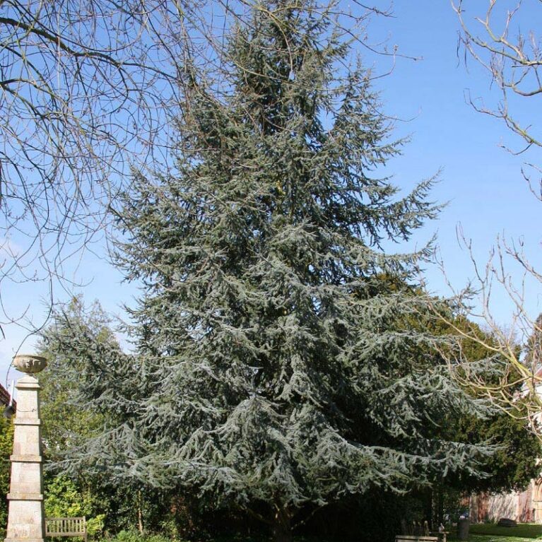 Céder atlantský ‘Glauca’ (Cedrus atlantica ‘Glauca’)