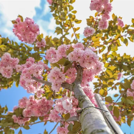 Okrasná čerešňa ‘Kanzan’ (Prunus serrulata ‘Kanzan’)