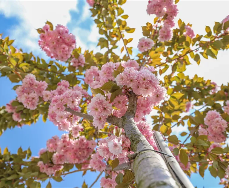 Okrasná čerešňa ‘Kanzan’ (Prunus serrulata ‘Kanzan’)