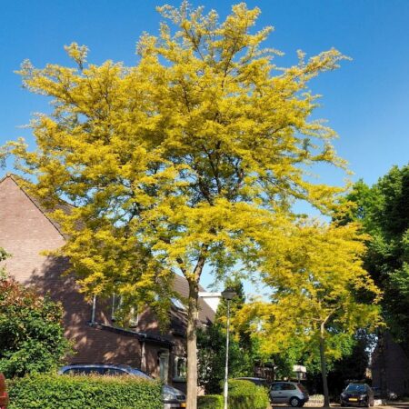 Gledíčia beztrnová ‘Sunburst’ (Gleditsia triacanthos ‘Sunburst’)