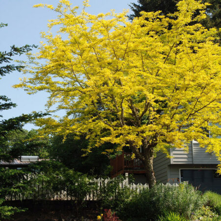 Gledíčia beztrnová ‘Sunburst’ (Gleditsia triacanthos ‘Sunburst’)