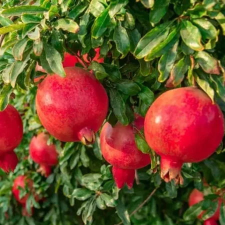 Granátové jablko – (Punica granatum)